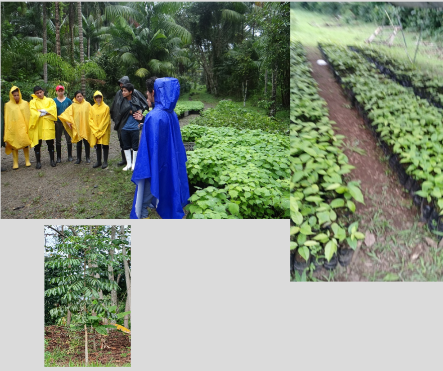 Curso de planificación, establecimiento y manejo de plantaciones agroforestales en la amazonia