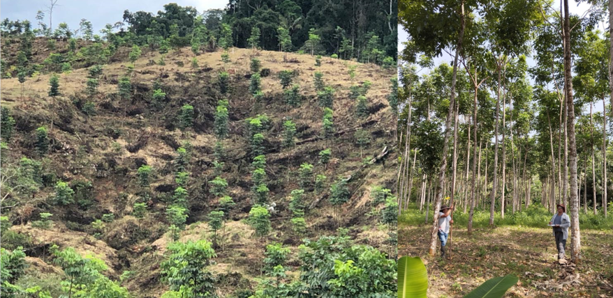 CURSO DE PLANIFICACION, ESTABLECIMIENTO Y MANEJO DE PLANTACIONES FORESTALES EN LA AMAZONIA.